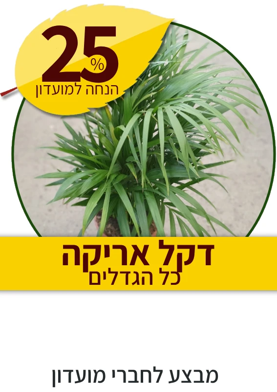 דקל אריקה